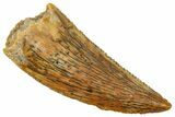 Serrated Raptor Tooth - Real Dinosaur Tooth #357929-1